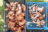 Саратовцы в грозу собрали благородные грибы  